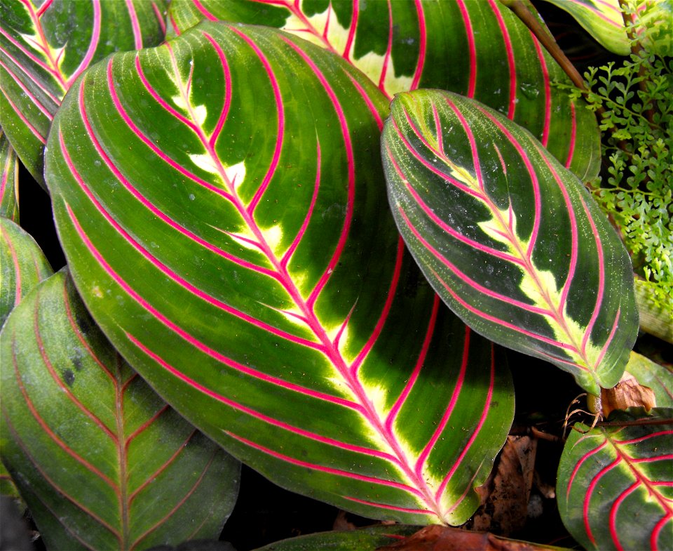 Maranta leuconeura 'Erythroneura' in the Botanical Building in Balboa Park, San Diego, California, USA. Identified by sign.