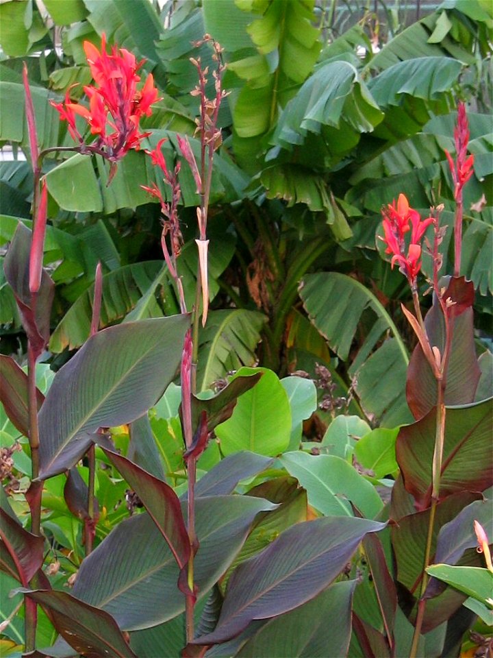 Several plants from the order Zingiberales.
Front: Canna indica two hybrids (family Cannaceae)
Back: Musa basjoo (family Musaceae)

Picture taken in the botanical garden of Ghent University, Belgium. 