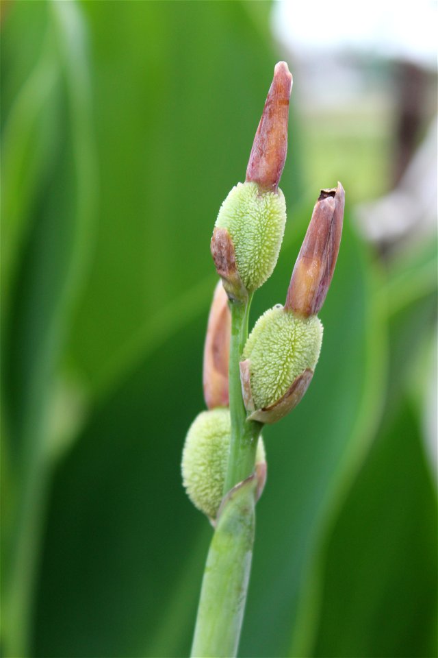 Canna plant's fruits at Rajbiraj, Saptari, Nepal
