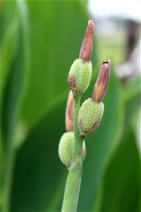 Canna plant's fruits at Rajbiraj, Saptari, Nepal