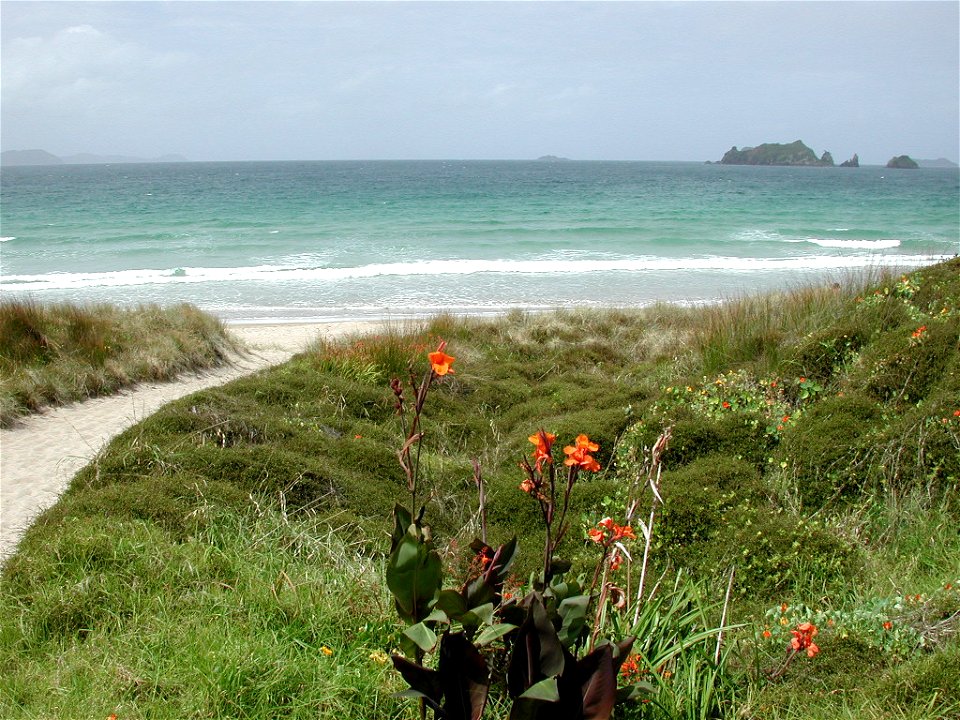 Canna lilies next to path to Opito Bay