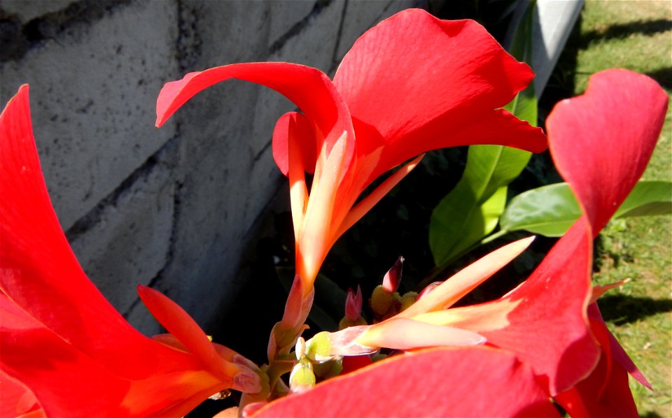 Bandera española, Canna generalis L. H. Bailey, Canna cultivars Category:Canna indica in Guemasan, Arayat, Pampanga