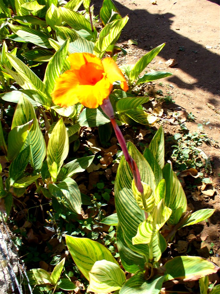 I am the originator of this photo. I hold the copyright. I release it to the public domain. This photo depicts a flower.