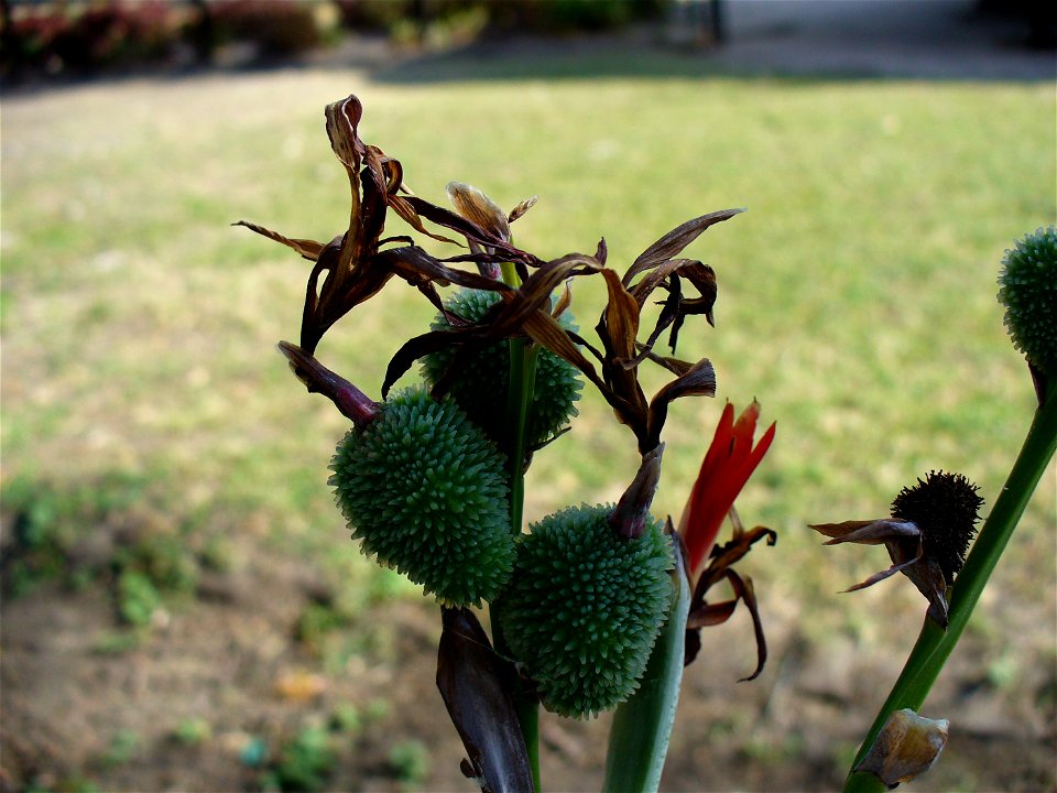 I am the originator of this photo. I hold the copyright. I release it to the public domain. This photo depicts plants.