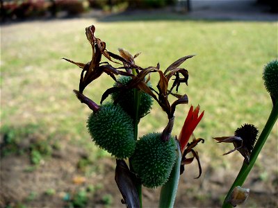 I am the originator of this photo. I hold the copyright. I release it to the public domain. This photo depicts plants.