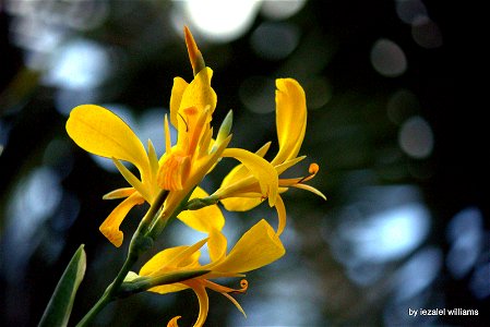 This beautiful tropical lily flower is called the yellow "canna indica" taken with a Canon EOS 700D camera. Enjoy with Love, Light and Canna!