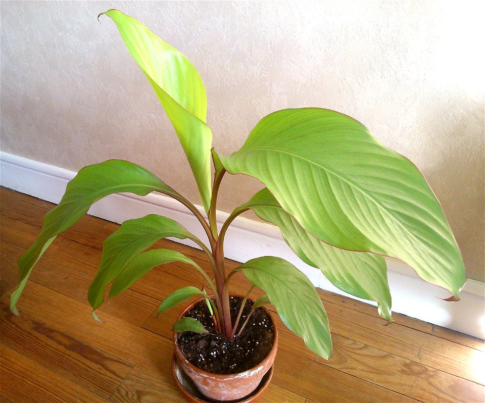 Young Canna indica