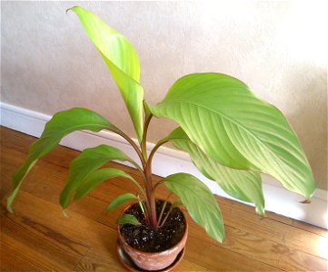 Young Canna indica