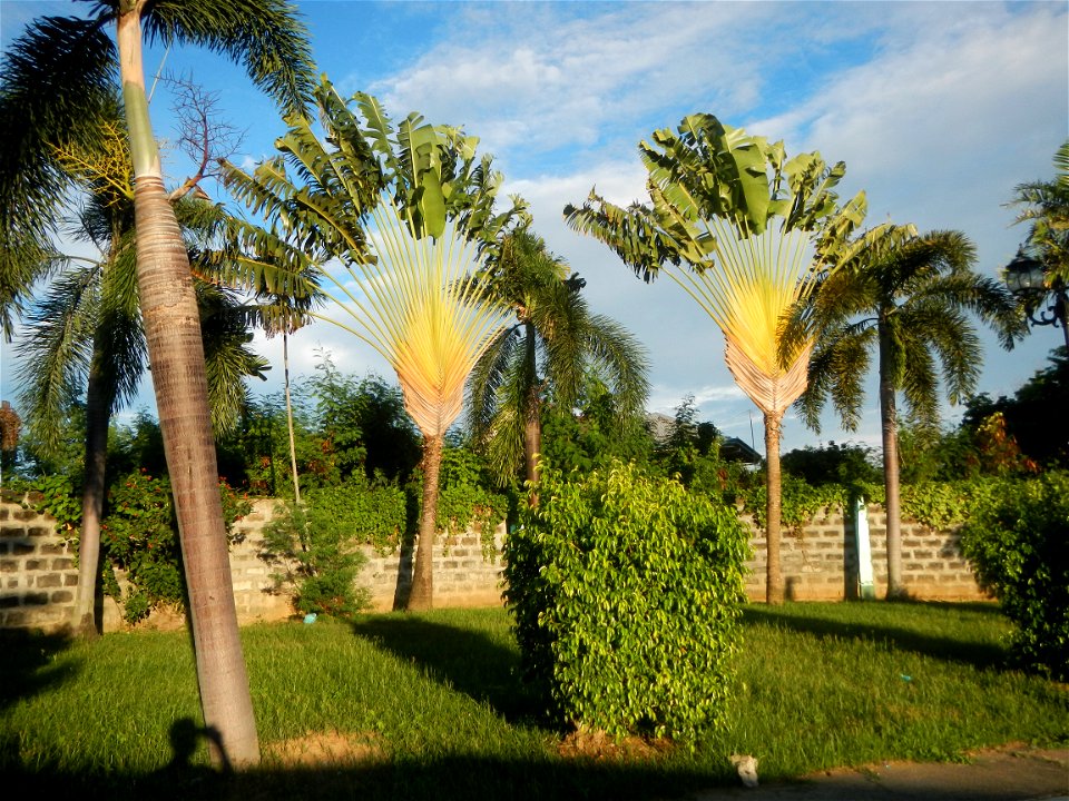 Paombong Memorial Park 14°50'8"N   120°46'56"E in Barangay 
San Isidro I 14°50'38"N 120°46'12"E Paombong Bulacan (Note: Judge Florentino Floro, the owner, to repeat, Donor Florentino Floro of all thes