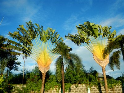 Paombong Memorial Park 14°50'8"N   120°46'56"E in Barangay 
San Isidro I 14°50'38"N 120°46'12"E Paombong Bulacan (Note: Judge Florentino Floro, the owner, to repeat, Donor Florentino Floro of all thes