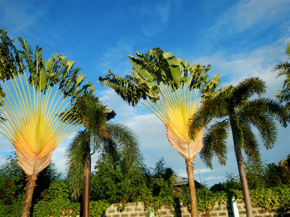 Paombong Memorial Park 14°50'8"N   120°46'56"E in Barangay 
San Isidro I 14°50'38"N 120°46'12"E Paombong Bulacan (Note: Judge Florentino Floro, the owner, to repeat, Donor Florentino Floro of all thes