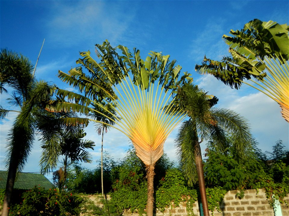 Paombong Memorial Park 14°50'8"N   120°46'56"E in Barangay 
San Isidro I 14°50'38"N 120°46'12"E Paombong Bulacan (Note: Judge Florentino Floro, the owner, to repeat, Donor Florentino Floro of all thes