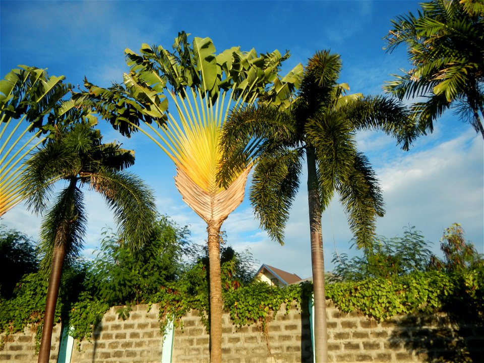 Paombong Memorial Park 14°50'8"N   120°46'56"E in Barangay 
San Isidro I 14°50'38"N 120°46'12"E Paombong Bulacan (Note: Judge Florentino Floro, the owner, to repeat, Donor Florentino Floro of all thes
