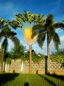 Paombong Memorial Park 14°50'8"N   120°46'56"E in Barangay 
San Isidro I 14°50'38"N 120°46'12"E Paombong Bulacan (Note: Judge Florentino Floro, the owner, to repeat, Donor Florentino Floro of all thes