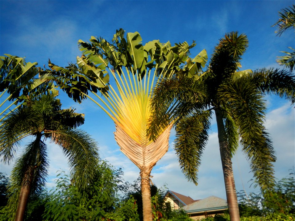 Paombong Memorial Park 14°50'8"N   120°46'56"E in Barangay 
San Isidro I 14°50'38"N 120°46'12"E Paombong Bulacan (Note: Judge Florentino Floro, the owner, to repeat, Donor Florentino Floro of all thes