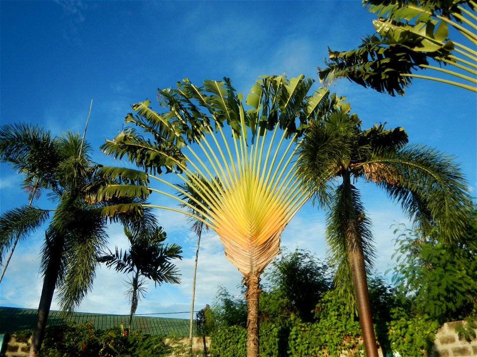 Paombong Memorial Park 14°50'8"N   120°46'56"E in Barangay 
San Isidro I 14°50'38"N 120°46'12"E Paombong Bulacan (Note: Judge Florentino Floro, the owner, to repeat, Donor Florentino Floro of all thes