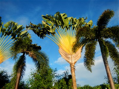 Paombong Memorial Park 14°50'8"N   120°46'56"E in Barangay 
San Isidro I 14°50'38"N 120°46'12"E Paombong Bulacan (Note: Judge Florentino Floro, the owner, to repeat, Donor Florentino Floro of all thes
