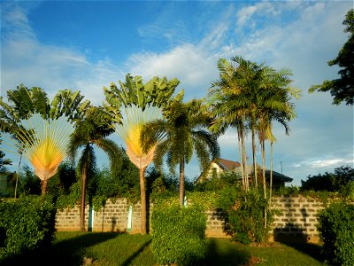 Paombong Memorial Park 14°50'8"N   120°46'56"E in Barangay 
San Isidro I 14°50'38"N 120°46'12"E Paombong Bulacan (Note: Judge Florentino Floro, the owner, to repeat, Donor Florentino Floro of all thes