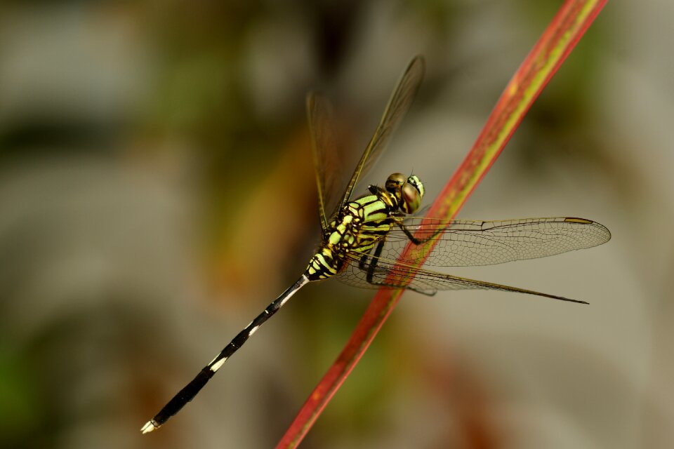 Insect wildlife textured