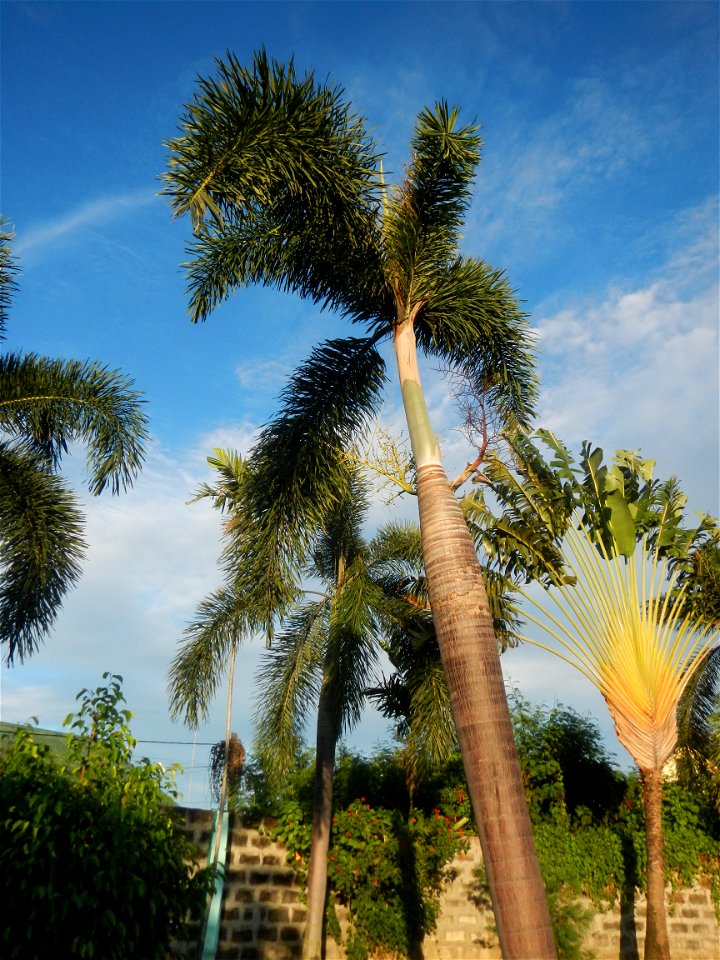 Paombong Memorial Park 14°50'8"N   120°46'56"E in Barangay 
San Isidro I 14°50'38"N 120°46'12"E Paombong Bulacan (Note: Judge Florentino Floro, the owner, to repeat, Donor Florentino Floro of all thes