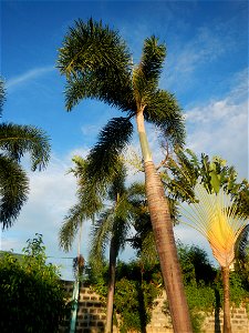Paombong Memorial Park 14°50'8"N   120°46'56"E in Barangay 
San Isidro I 14°50'38"N 120°46'12"E Paombong Bulacan (Note: Judge Florentino Floro, the owner, to repeat, Donor Florentino Floro of all thes