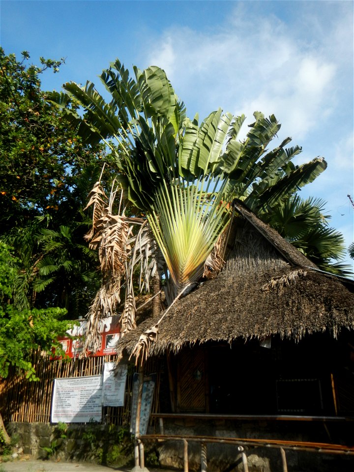 Malolos Historic Town Center and Heritage District of Barangay Santo Niño 14°50'33"N   120°48'38"E, Malolos City, Bulacan (Note: Judge Florentino Floro, the owner, to repeat, Donor Florentino Floro of