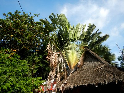 Malolos Historic Town Center and Heritage District of Barangay Santo Niño 14°50'33"N   120°48'38"E, Malolos City, Bulacan (Note: Judge Florentino Floro, the owner, to repeat, Donor Florentino Floro of