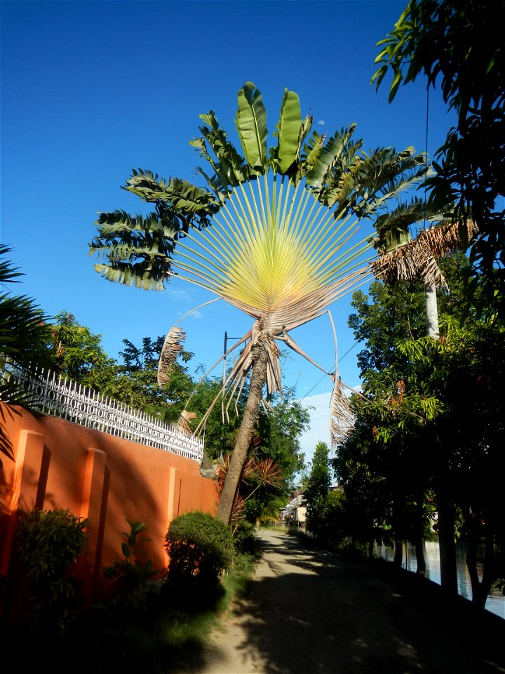 Ravenala Ravenala madagascariensis in the Philipines Paddy fields, grasslands, trees, houses and irrigation (Bagong Nayon, Baliuag, Bulacan Farm-to-Market Road & Bridges) Bagong Nayon, Baliuag, Bu