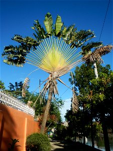 Ravenala Ravenala madagascariensis in the Philipines Paddy fields, grasslands, trees, houses and irrigation (Bagong Nayon, Baliuag, Bulacan Farm-to-Market Road & Bridges) Bagong Nayon, Baliuag, Bu