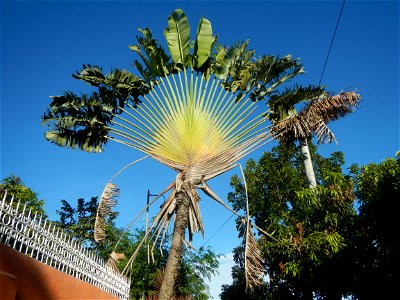 Ravenala Ravenala madagascariensis in the Philipines Paddy fields, grasslands, trees, houses and irrigation (Bagong Nayon, Baliuag, Bulacan Farm-to-Market Road & Bridges) Bagong Nayon, Baliuag, Bu