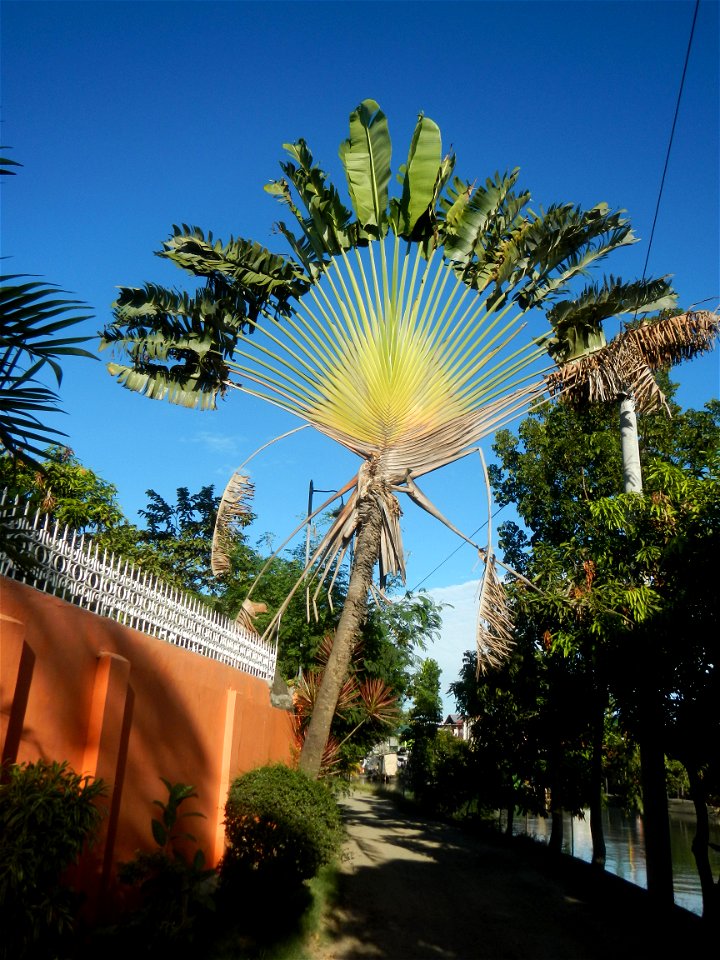 Ravenala Ravenala madagascariensis in the Philipines Paddy fields, grasslands, trees, houses and irrigation (Bagong Nayon, Baliuag, Bulacan Farm-to-Market Road & Bridges) Bagong Nayon, Baliuag, Bu