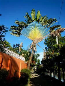 Ravenala Ravenala madagascariensis in the Philipines Paddy fields, grasslands, trees, houses and irrigation (Bagong Nayon, Baliuag, Bulacan Farm-to-Market Road & Bridges) Bagong Nayon, Baliuag, Bu