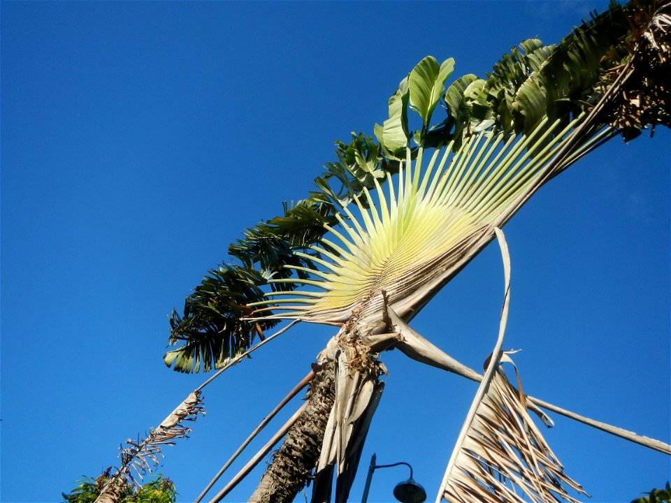 Ravenala Ravenala madagascariensis in the Philipines Paddy fields, grasslands, trees, houses and irrigation (Bagong Nayon, Baliuag, Bulacan Farm-to-Market Road & Bridges) Bagong Nayon, Baliuag, Bu