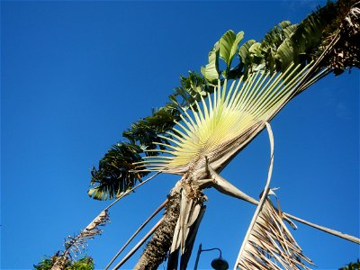 Ravenala Ravenala madagascariensis in the Philipines Paddy fields, grasslands, trees, houses and irrigation (Bagong Nayon, Baliuag, Bulacan Farm-to-Market Road & Bridges) Bagong Nayon, Baliuag, Bu