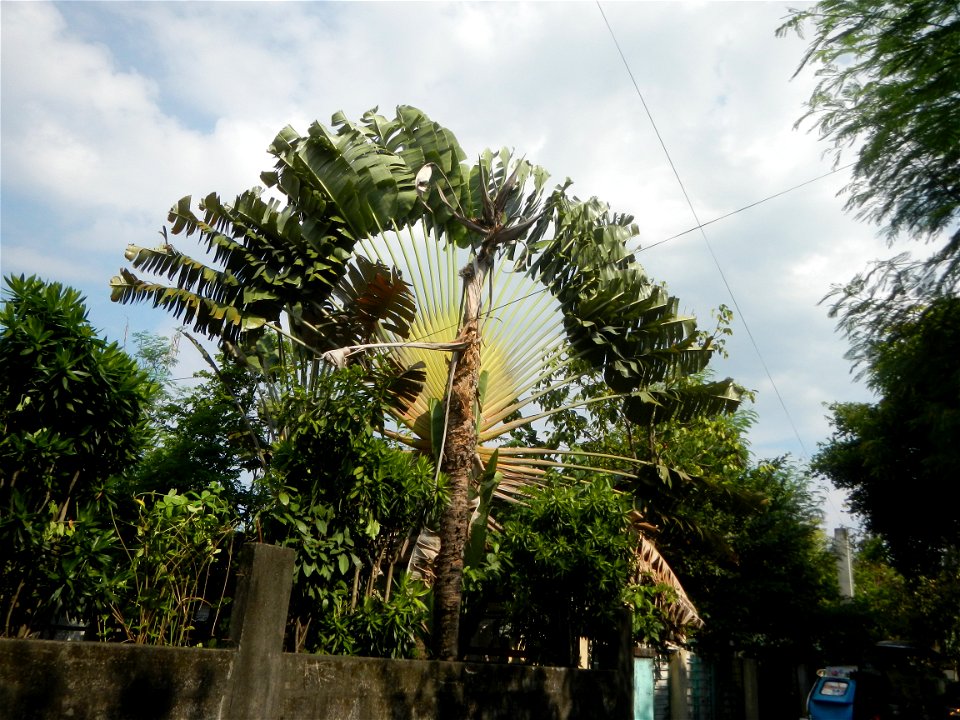 Balite, City of Malolos, Bulacan Farm-to-Market Road Ravenala madagascariensis in the Philipines Ravenala, or Traveller's Tree or Traveller's Palm, in Barangay Balite 14°49'56"N 120°50'20"E School 14°