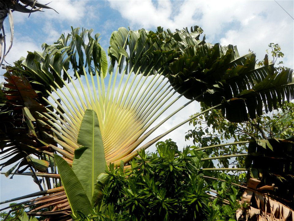 Balite, City of Malolos, Bulacan Farm-to-Market Road Ravenala madagascariensis in the Philipines Ravenala, or Traveller's Tree or Traveller's Palm, in Barangay Balite 14°49'56"N 120°50'20"E School 14°