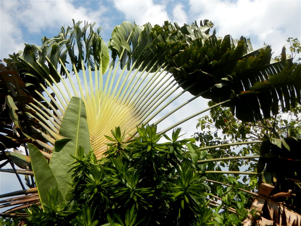 Balite, City of Malolos, Bulacan Farm-to-Market Road Ravenala madagascariensis in the Philipines Ravenala, or Traveller's Tree or Traveller's Palm, in Barangay Balite 14°49'56"N 120°50'20"E School 14°