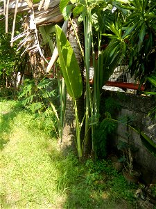 Balite, City of Malolos, Bulacan Farm-to-Market Road Ravenala madagascariensis in the Philipines Ravenala, or Traveller's Tree or Traveller's Palm, in Barangay Balite 14°49'56"N 120°50'20"E School 14°