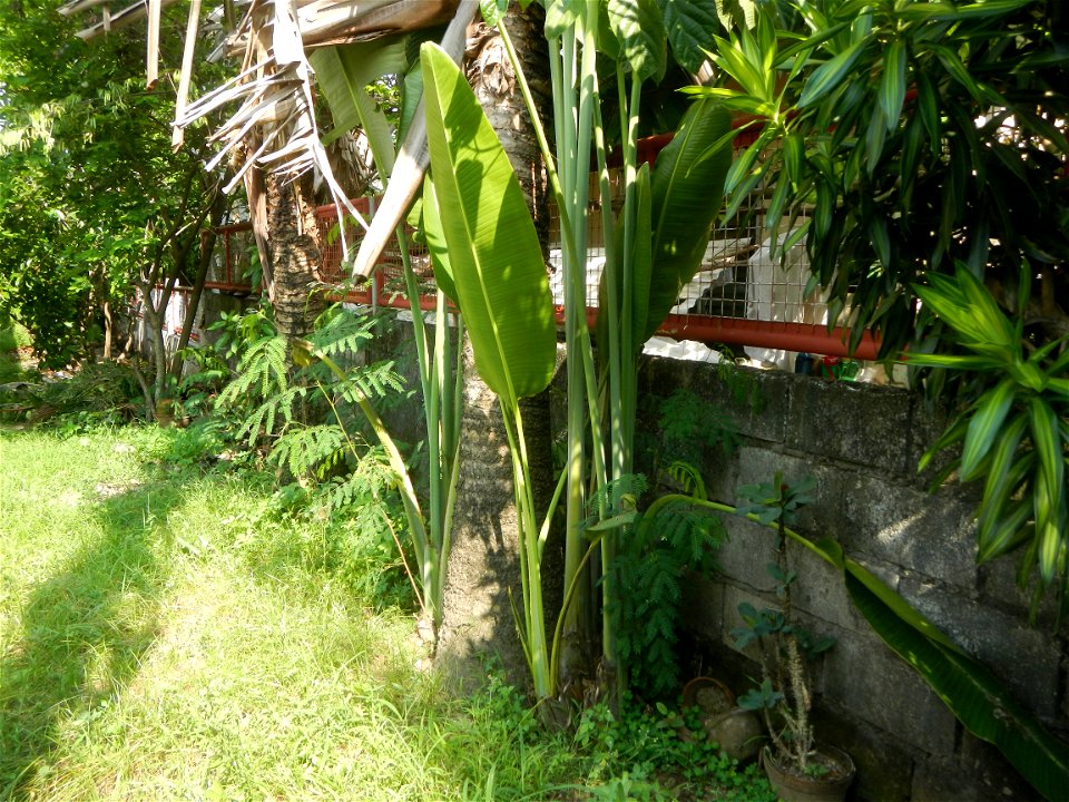 Balite, City of Malolos, Bulacan Farm-to-Market Road Ravenala madagascariensis in the Philipines Ravenala, or Traveller's Tree or Traveller's Palm, in Barangay Balite 14°49'56"N 120°50'20"E School 14°