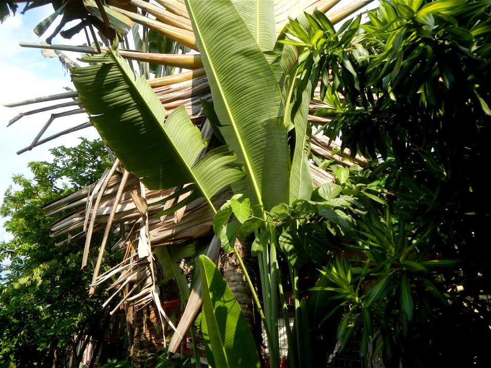 Balite, City of Malolos, Bulacan Farm-to-Market Road Ravenala madagascariensis in the Philipines Ravenala, or Traveller's Tree or Traveller's Palm, in Barangay Balite 14°49'56"N 120°50'20"E School 14°