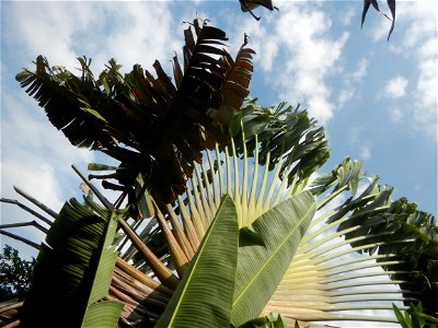 Balite, City of Malolos, Bulacan Farm-to-Market Road Ravenala madagascariensis in the Philipines Ravenala, or Traveller's Tree or Traveller's Palm, in Barangay Balite 14°49'56"N 120°50'20"E School 14°