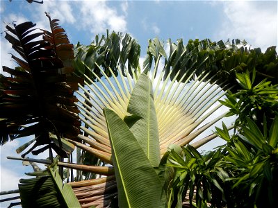 Balite, City of Malolos, Bulacan Farm-to-Market Road Ravenala madagascariensis in the Philipines Ravenala, or Traveller's Tree or Traveller's Palm, in Barangay Balite 14°49'56"N 120°50'20"E School 14°