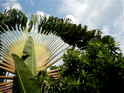 Balite, City of Malolos, Bulacan Farm-to-Market Road Ravenala madagascariensis in the Philipines Ravenala, or Traveller's Tree or Traveller's Palm, in Barangay Balite 14°49'56"N 120°50'20"E School 14°