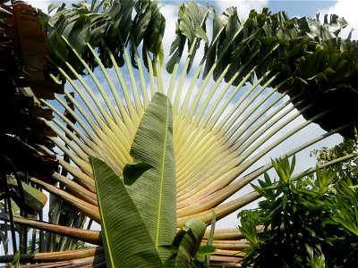 Balite, City of Malolos, Bulacan Farm-to-Market Road Ravenala madagascariensis in the Philipines Ravenala, or Traveller's Tree or Traveller's Palm, in Barangay Balite 14°49'56"N 120°50'20"E School 14°