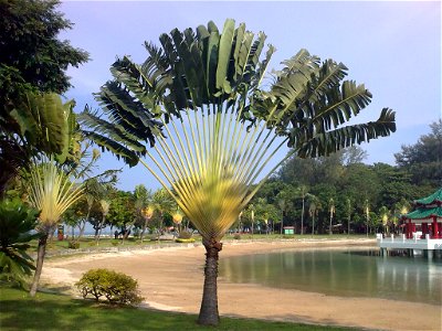 Ravenala madagascariensis