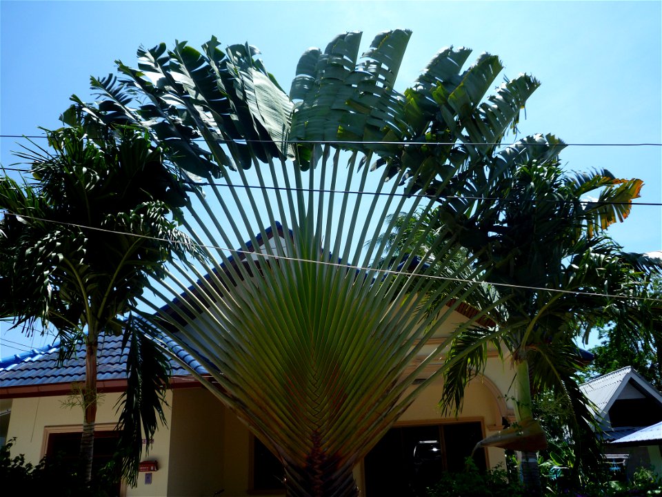Ravenala madagascariensis auf Phuket, Thailand