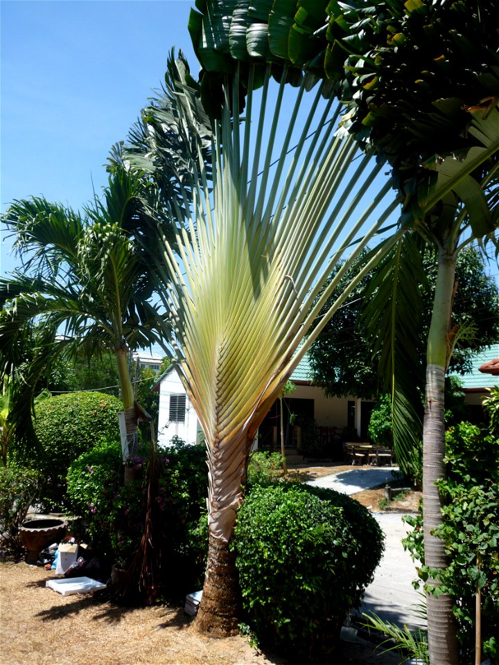 Ravenala madagascariensis auf Phuket, Thailand