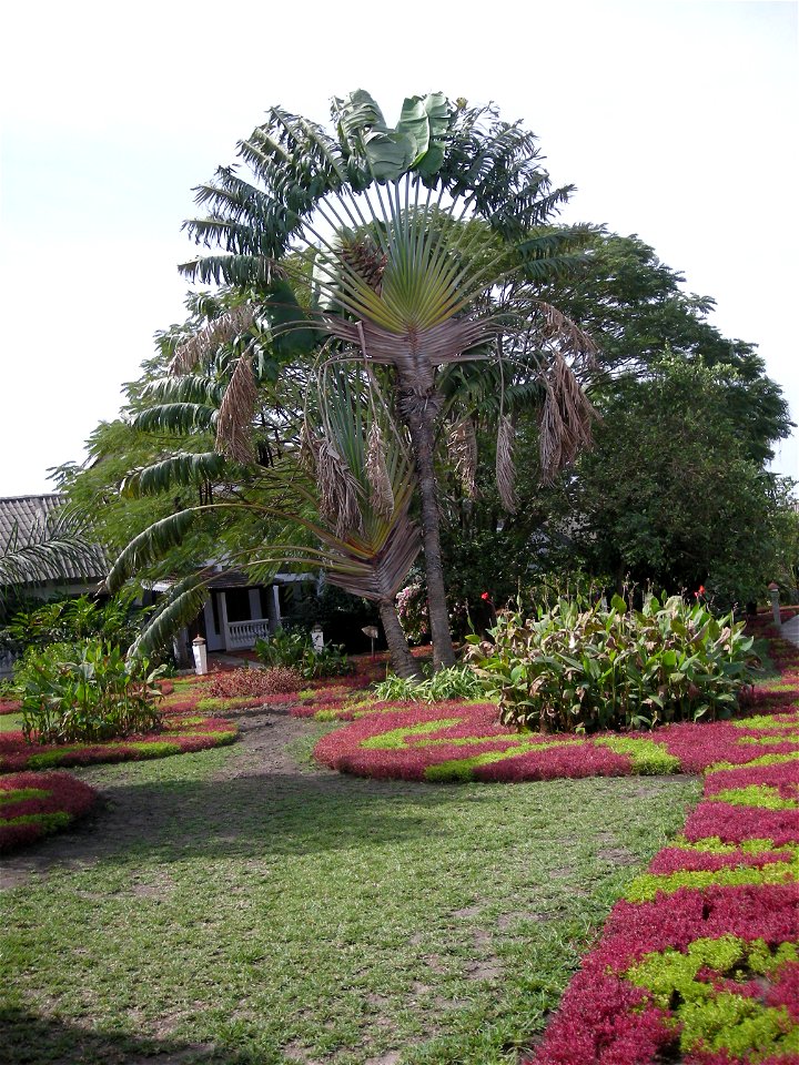 Arbre du voyageur (Ravenala madagascariensis) dans le jardin d'un hôtel à Ziguinchor (Casamance, Sénégal)