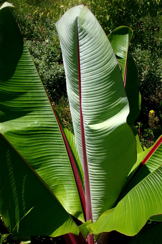 Ensete ventricosum (Welw.) E.E. Cheesman, leaves, Ruimsig Botanical Garden (Walter Sisulu Garden), Gauteng, South Africa