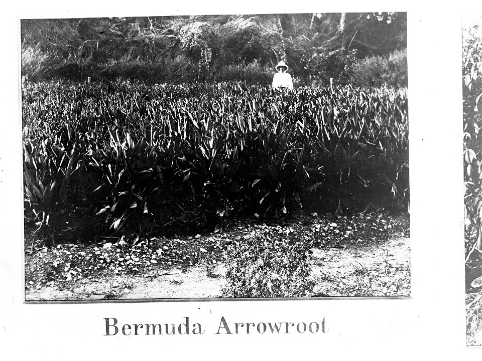 Bermuda Arrowroot,  Botanic Gardens, Port Darwin, Northern Territory